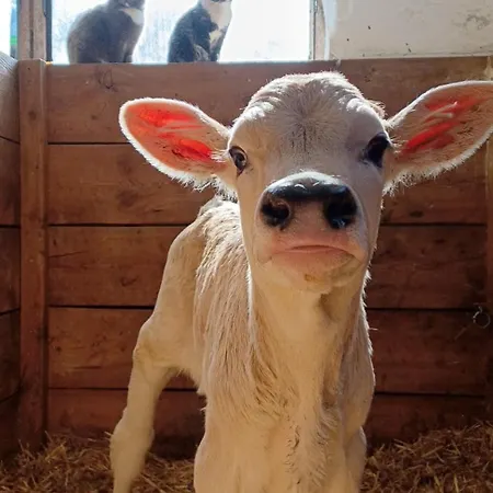 아파트 Gsoerhof 장크트안톤암아를베르크