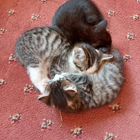 Gsoerhof 아파트 *